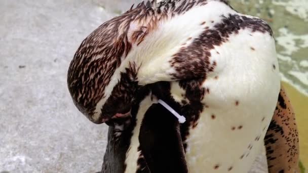 Primer Plano Del Pingüino Zoológico Fondo Agua Azul — Vídeos de Stock