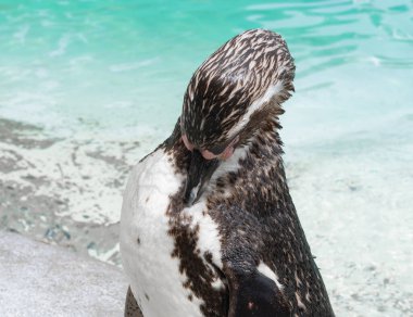 Hayvanat bahçesindeki penguene yakın, mavi su arka planı. 