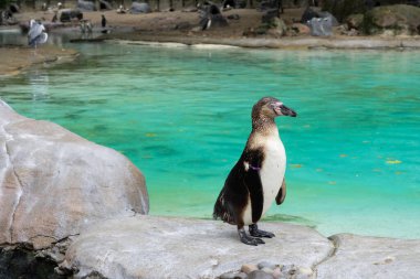 Hayvanat bahçesindeki penguene yakın, mavi su arka planı. 