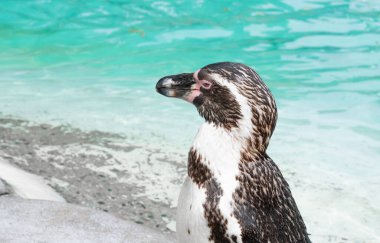 Hayvanat bahçesindeki penguene yakın, mavi su arka planı. 