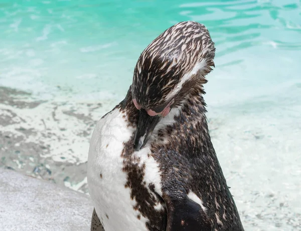 Hayvanat bahçesindeki penguene yakın, mavi su arka planı. 