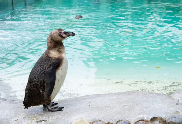 Hayvanat bahçesindeki penguene yakın, mavi su arka planı. 