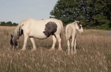Çiftlikteki tarlada at otlatıyor. Yüksek kalite fotoğraf