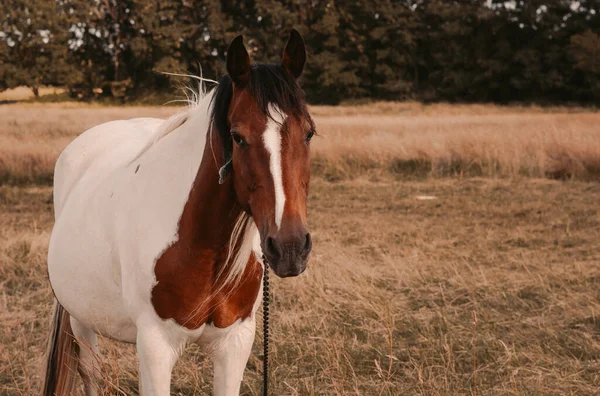 Άλογο Που Βόσκει Στο Χωράφι Της Φάρμας Υψηλής Ποιότητας Φωτογραφία — Φωτογραφία Αρχείου
