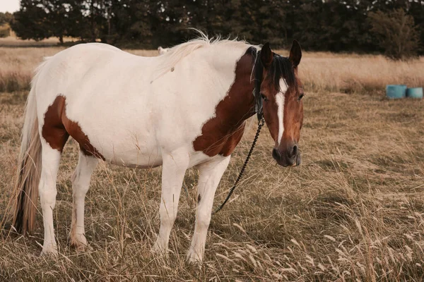 Коня Випасає Полі Фермі Високоякісна Фотографія — стокове фото