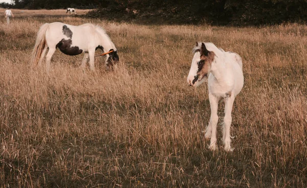 農場の畑で馬の放牧 高品質の写真 — ストック写真
