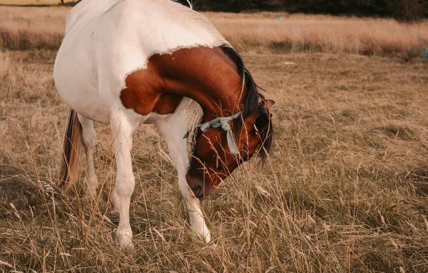 Άλογο Που Βόσκει Στο Χωράφι Της Φάρμας Υψηλής Ποιότητας Φωτογραφία — Φωτογραφία Αρχείου