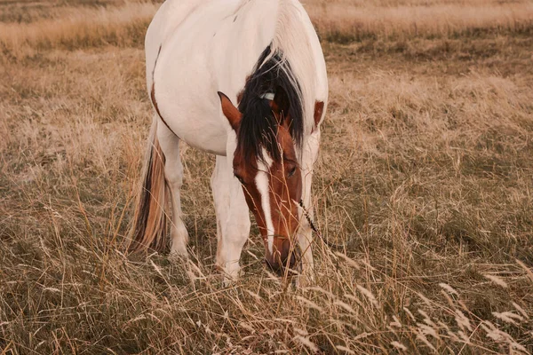 Paarden Grazen Het Veld Boerderij Hoge Kwaliteit Foto — Stockfoto