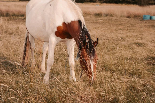 Cavallo Pascolo Nel Campo Della Fattoria Foto Alta Qualità — Foto Stock