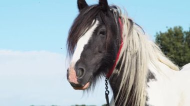 At çiftlikteki tarlada otluyor.