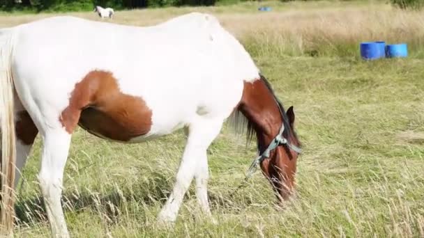 Pasoucí Koně Poli Farmě — Stock video