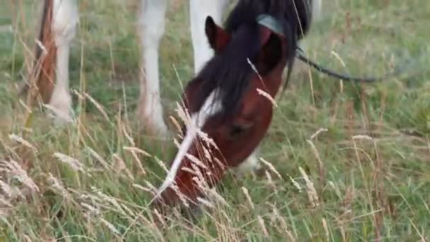 Horse Grazing Field Farm — Stock Video