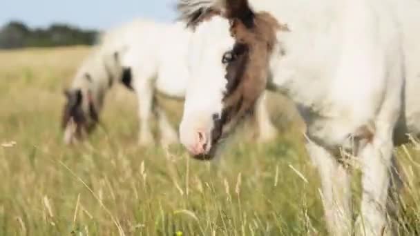 Выпас Лошадей Поле Ферме — стоковое видео