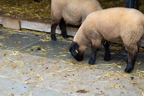 Moutons Dans Écurie Ferme — Photo