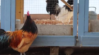 Çiftlikteki samanlıkta horoz içme suyu.