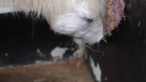Портрет Лошади Поедающей Сено Конюшне Высококачественные Кадры — стоковое видео