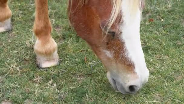 Portrait Horse Eating Green Grass High Quality Footage — Stock Video