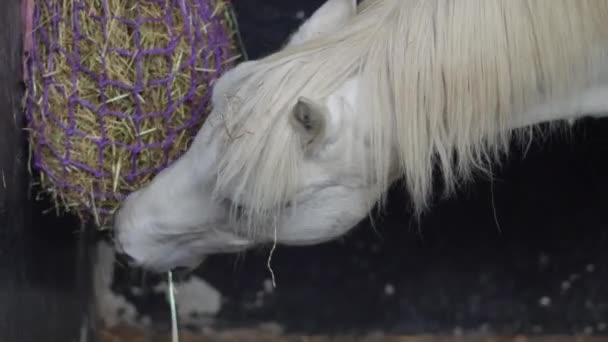 Porträtt Hästen Som Äter Stallet Högkvalitativ Film — Stockvideo