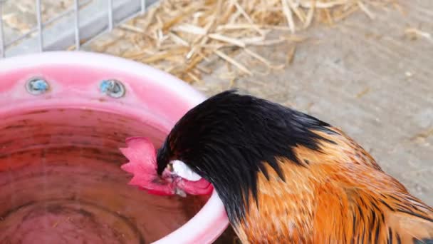 Cock Drinking Water Hay Background Farm — Stock Video
