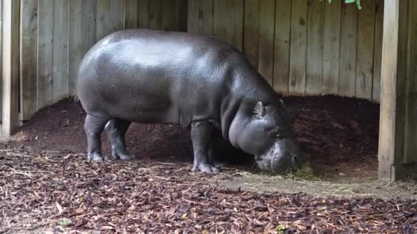 Pequeno Hipopótamo Andando Zoológico — Vídeo de Stock
