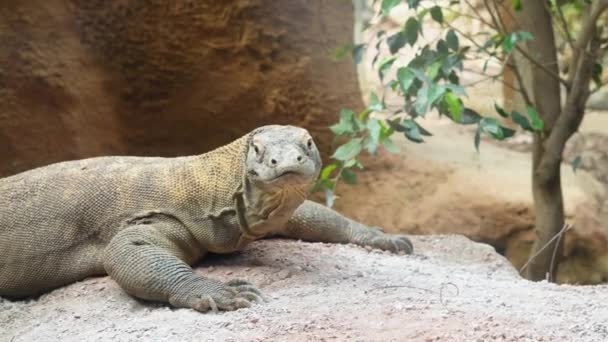 Reptile Laying Stone Zoo Varan — Stock Video