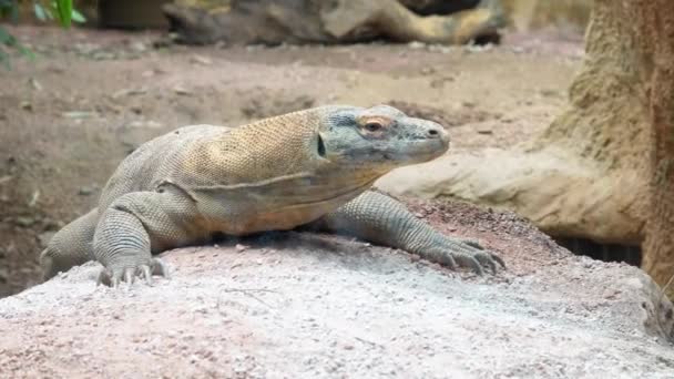 Reptile Laying Stone Zoo Varan — Stock Video