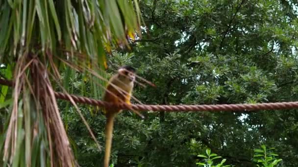 Macacos Saltando Videiras Selva Imagens Alta Qualidade — Vídeo de Stock