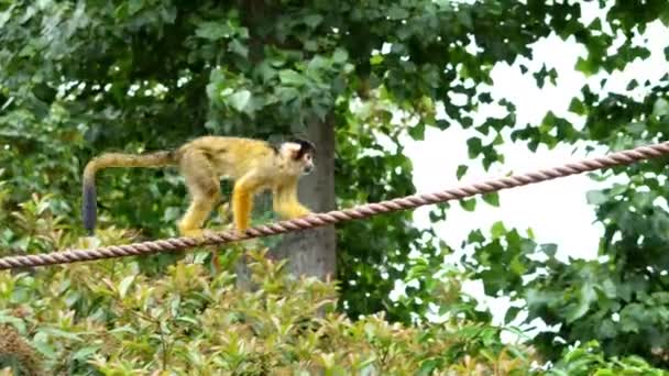 Opice Skákající Vinné Révě Džungli Vysoce Kvalitní Záběry — Stock video