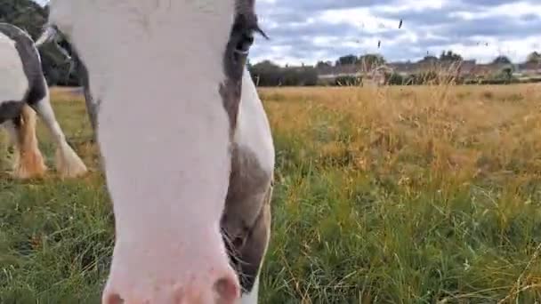 Koně Pasoucí Poli Farmě — Stock video