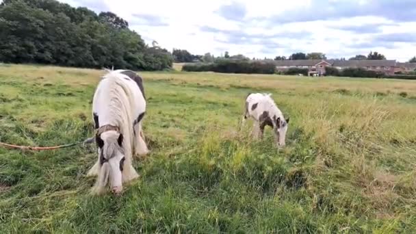 Cavalos Pastando Campo Fazenda — Vídeo de Stock
