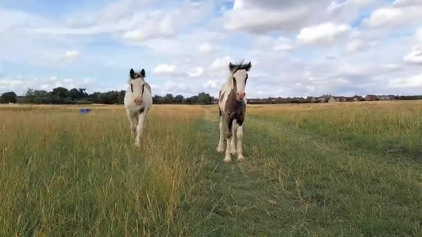 Paarden Grazen Het Veld Boerderij — Stockvideo