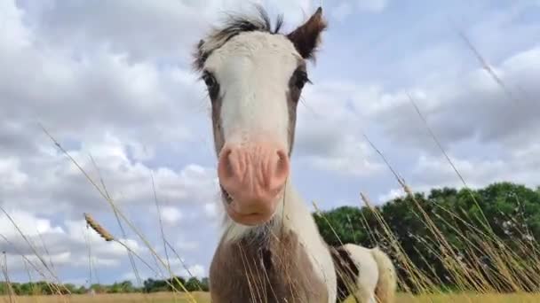 Cavalos Pastando Campo Fazenda — Vídeo de Stock