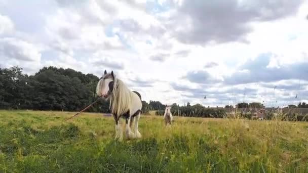 Лошади Пасутся Поле Ферме — стоковое видео