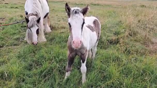 農場の畑で放牧する馬 — ストック動画
