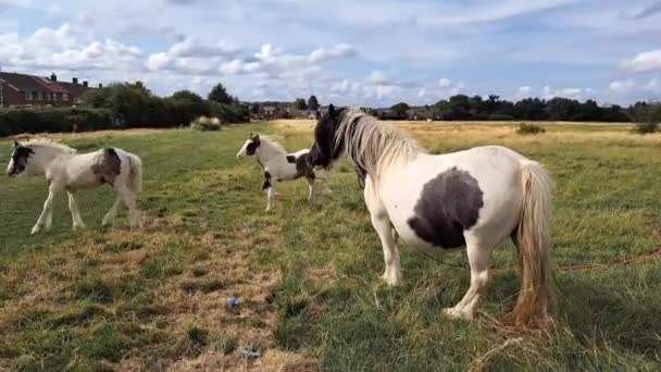 Horses Grazing Field Farm — Stock Video