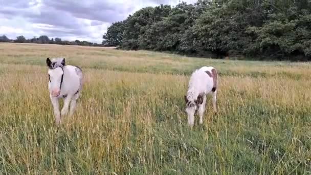 Pferde Auf Der Weide Auf Dem Hof — Stockvideo