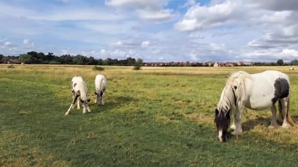 Konie Wypasane Polu Gospodarstwie — Wideo stockowe