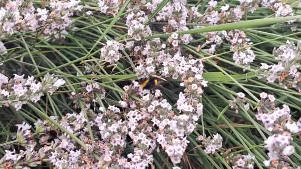 Крупный План Пчелы Опыляющей Цветы Лаванды — стоковое видео