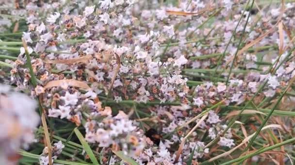 ラベンダーの花を花粉にする蜂のクローズアップ — ストック動画