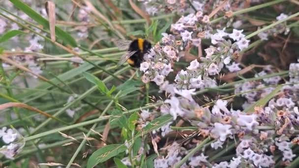 Zbliżenie Pszczół Zapylających Kwiaty Lawendy — Wideo stockowe
