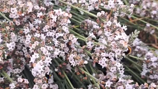 Close Bee Pollinating Flowers Lavender — Stock Video