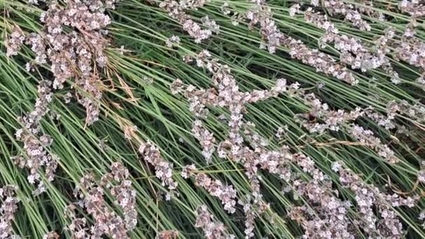 Arı Tozlaştıran Lavanta Çiçeklerine Yaklaş — Stok video