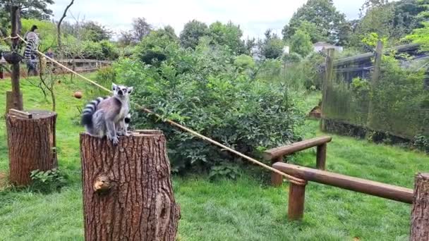 Λεμούριοι Περπατούν Στο Ζωολογικό Κήπο Ζώα Ζουν Στο Ζωολογικό Κήπο — Αρχείο Βίντεο