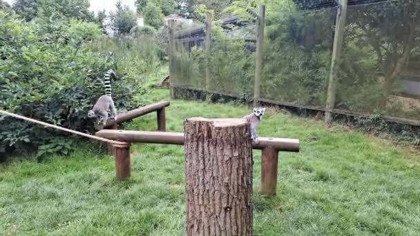 Lemurs Walking Zoo Animals Life Zoo High Quality Footage — Stock Video