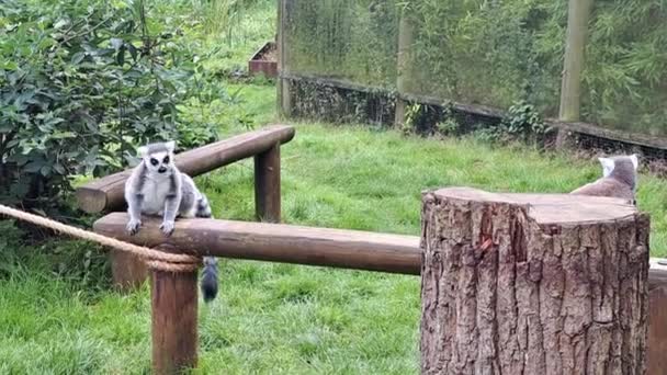 Λεμούριοι Περπατούν Στο Ζωολογικό Κήπο Ζώα Ζουν Στο Ζωολογικό Κήπο — Αρχείο Βίντεο