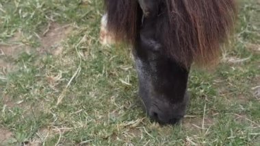 At otluyor ve çiftlikte yeşil ot yiyor. Yüksek kalite 4k görüntü