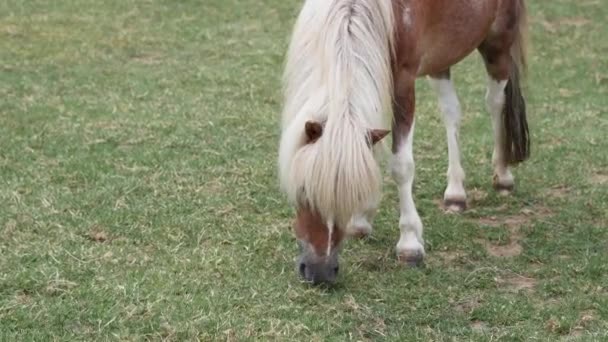 牧場で緑の草を食べている馬 高品質の4K映像 — ストック動画