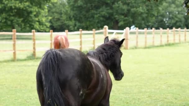 Коні Випасують Їдять Зелену Траву Фермі Високоякісні Кадри — стокове відео