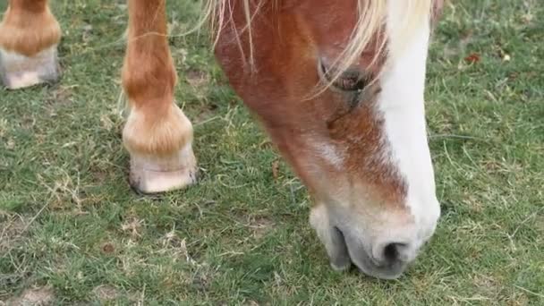 Hästen Betar Och Äter Grönt Gräs Gården Högkvalitativ Film — Stockvideo