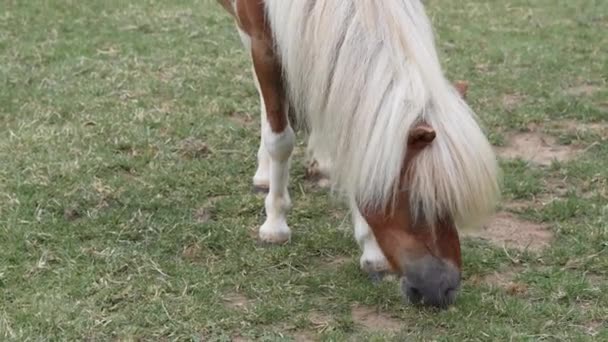 Коні Випасують Їдять Зелену Траву Фермі Високоякісні Кадри — стокове відео